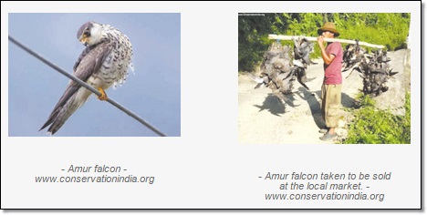 Amur Falcon